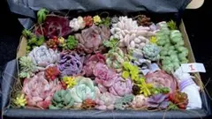 全部名前付き❣️多肉植物❤️エケベリア19個とセダムカット苗詰め合わせセット(Ｉ)❤️