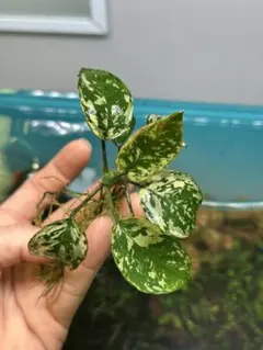 専用　アヌビアスナナ　斑入りキング　6株 専用 アヌビアスナナ 斑入りキング 6株