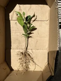 Guin様 リクエスト 3点 まとめ商品