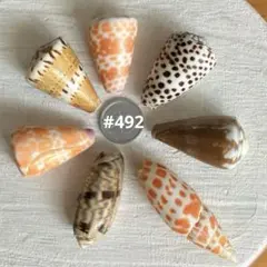 #492貝殻 8個セット