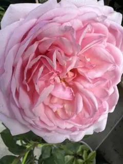 薔薇 挿し木苗 廃盤品種 アブラハムダービー