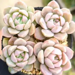 七色の虹様 リクエスト 3点 まとめ商品