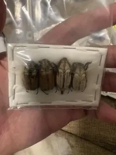 土遁土流壁を使ってきそうなケニアのゴミムシダマシ 標本 キリアツメ