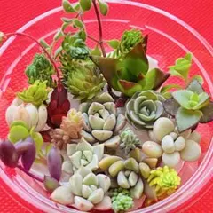 Angell House様 リクエスト 2点 まとめ商品