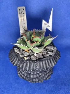 アガベ チタノタ　CR-01 D.I.P鉢ごとセット　レアタグ付き アガベ チタノタ CR-01 D.I.P鉢ごとセット レアタグ付き