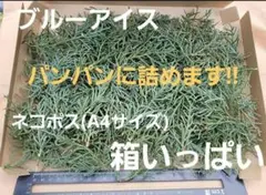 ブルーアイス 3～8cm｜ネコポス箱いっぱい 大容量｜フレッシュ素材 ドライ素材