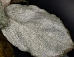 ホマロメナ プラチナフリル 希少のサムネイル