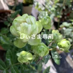 しぃ様 リクエスト 2点 まとめ商品