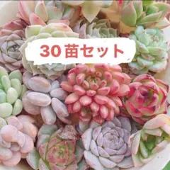 韓国苗　30苗セット　寄せ植え用　カット苗　多肉植物　エケベリア 詰め合わせのサムネイル