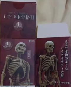 1/12 ヒト骨格II 4DESIGNS