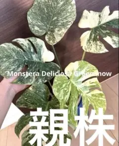 2025年最新】モンステラ の人気アイテム - メルカリ