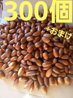 どんぐり　マテバシイ　300個+おまけ