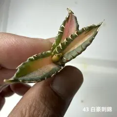 2026年最新】アガベ白豪刺の人気アイテム - メルカリ