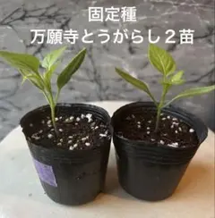 黒豆まかろん様 リクエスト 3点 まとめ商品