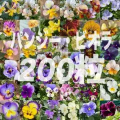 【匿名配送】200粒 パンジー ビオラ Mix 種子