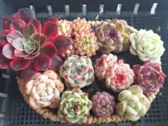 【超得Sale】品種いろいろセット⑧★抜き苗★エケベリア★多肉★多肉植物寄せ植え