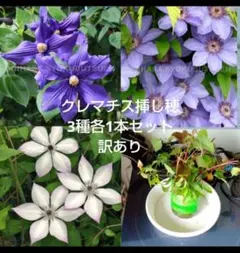 クレマチス挿し穂枝3本セット訳ありのサムネイル