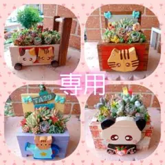 ❤️専用♥多肉植物❤️そのまま飾れる寄せ植え❤️