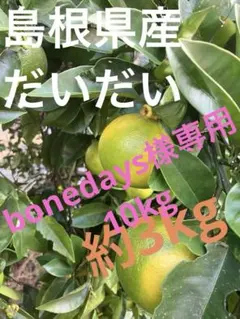 専用です！だいだい約10kg 〜香り爽やか〜橙！