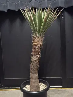 ユッカフィリフェラ （Yucca Filifera） 発根済 #57 - メルカリ