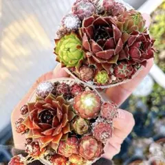 センペルビウム 10品種お名前付き☆カット苗 寄せ植え ちまちま寄せ
