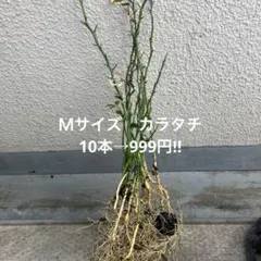 からたち（枳殻）の苗木300本セット　農薬不使用　実生苗 からたち（枳殻）の苗木300本セット農薬不使用 実生苗