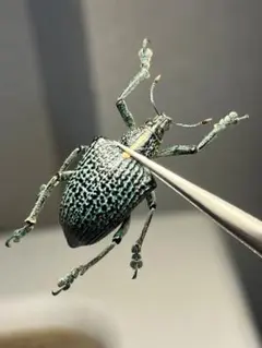 希少・極上】牡丹玉 モンスト 綴化 刺無し 実生 ギムノカリキウム
