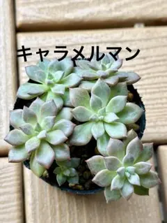 多肉植物 ロウルサンコさん 毒りんご - メルカリ