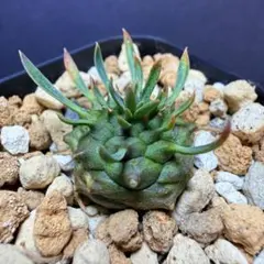 2026年最新】オベサ鉄甲の人気アイテム - メルカリ