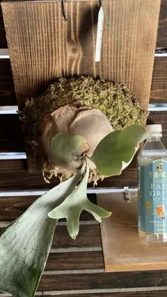 Ginka 銀華 胞子培養 3 ビカクシダ コウモリラン - メルカリ