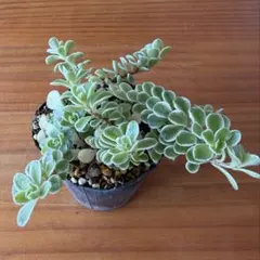 斑入りマルバマンネングサ　抜き苗　多肉植物