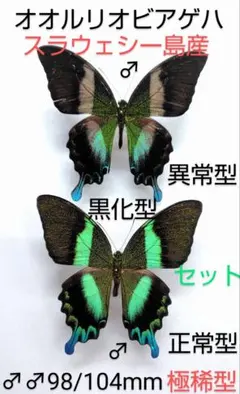 2026年最新】オオルリオビアゲハの人気アイテム - メルカリ