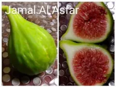 2025年最新】イチジク穂木の人気アイテム - メルカリ