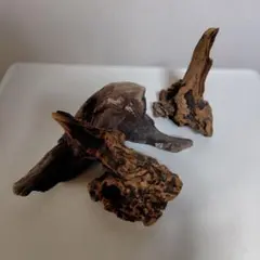 流木です。