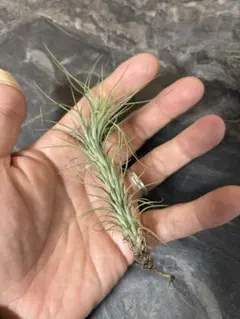 ハ*ル様 Tillandsia capillaris HR7101 2,400m - メルカリ