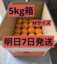 【濃厚】和歌山県産 本場有田みかん 5kg箱 Mサイズ 農園直送 時間指定可