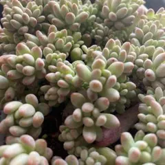 tkwi様 リクエスト 2点 まとめ商品