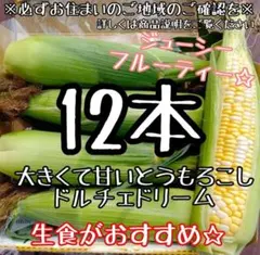当日朝採り！とうもろこし☆ドルチェドリーム12本（バイカラーとうもろこし）直送のサムネイル