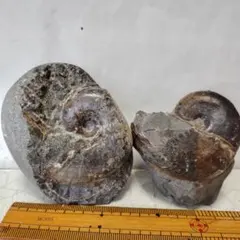 cocoronut様 リクエスト 2点 まとめ商品