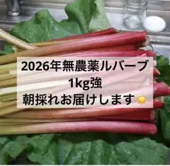 はる様専用　無農薬ルバーブ1キロ強のサムネイル