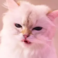 アクキー付き【新品未開封】My Hair is Bad 「cats」通常盤