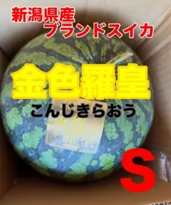8/5迄！新潟県産ブランドスイカ　希少品種　金色羅皇　S秀品 1玉のサムネイル