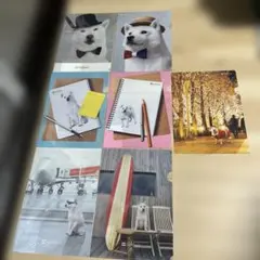 SoftBank 犬デザイン クリアファイルセット