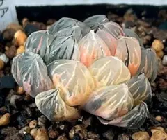 極上班‼️多肉植物 ハオルチア オブツーサ錦 水中月錦 抜き苗７３