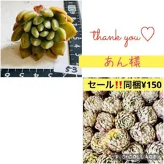 あん様 リクエスト 2点 まとめ商品