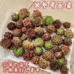ジョビバルバ　ヒルタ　10のサムネイル