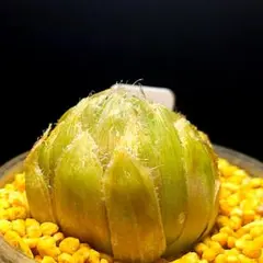 3624 セミビバ 実生多肉植物 ハオルチア アロエのサムネイル