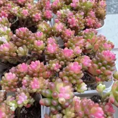 多肉植物 レッドベリー錦 1鉢　抜き苗 斑入り 美苗 紅葉 綺麗 希少