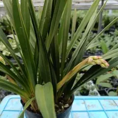 ①ももも ２本立と蕾のサムネイル