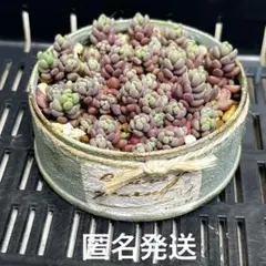 多肉植物 八重桔梗 玉響 抜き苗 ポットの中身全部 セット 多肉アン 